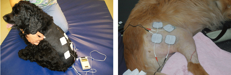 Southeast MI Electrical Stimulation for Pets